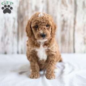 Ozzy, Mini Goldendoodle Puppy